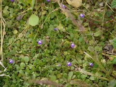 Hygrophila serpyllum