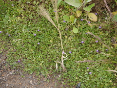 Hygrophila serpyllum