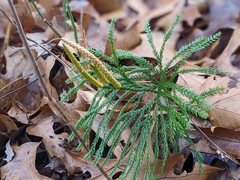 Dendrolycopodium