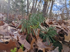 Dendrolycopodium