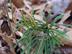 Dendrolycopodium