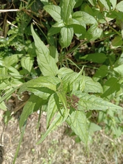 Eupatorium shimadae
