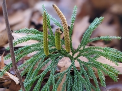 Dendrolycopodium