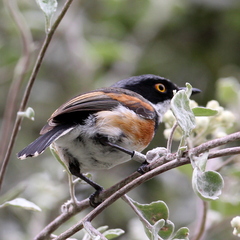 Batis capensis capensis