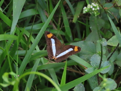 Adelpha iphicleola