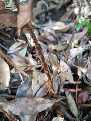 Woodwardia japonica