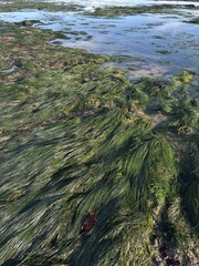 Zosteraceae