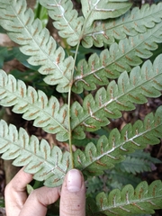 Woodwardia japonica