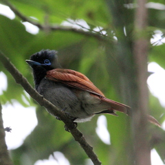 Terpsiphone viridis granti