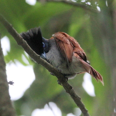 Terpsiphone viridis granti