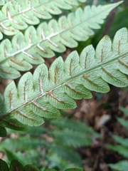 Woodwardia japonica