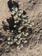 Euphorbia leucophylla