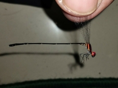 Prodasineura verticalis