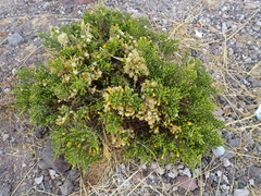 Parastrephia quadrangularis