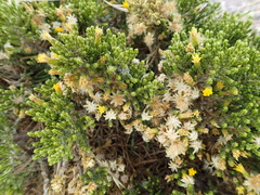 Parastrephia quadrangularis