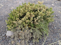 Baccharis tricuneata