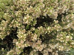 Baccharis tricuneata