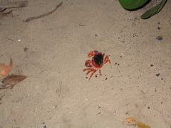 Gecarcinus lateralis