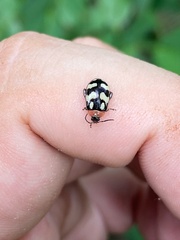 Alagoasa trifasciata