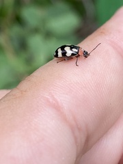 Alagoasa trifasciata