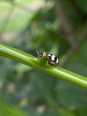 Alagoasa trifasciata