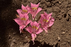 Alstroemeria pallida