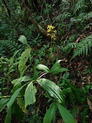 Cephalantheropsis obcordata