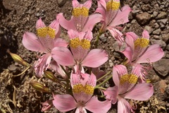 Alstroemeria pallida
