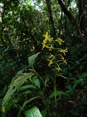 Cephalantheropsis obcordata