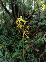 Cephalantheropsis obcordata