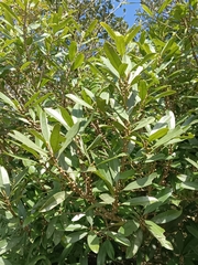 Myrsine seguinii