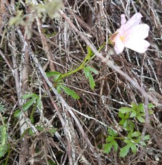 Hibiscus pusillus