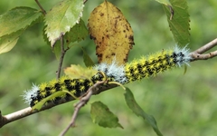 Leucanella