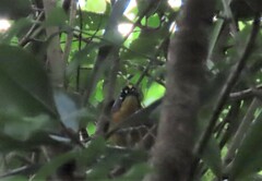 Basileuterus lachrymosus