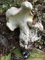 Albatrellus avellaneus