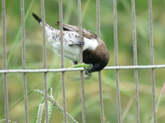 Spermestes cucullata scutata