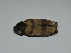 Temognatha conspicillata