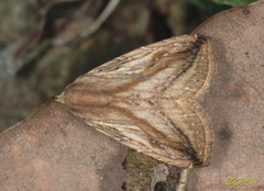 Rivula striatura
