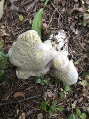 Albatrellus avellaneus