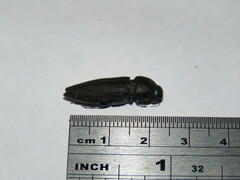 Bubastes formosa