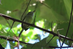 Oncostoma cinereigulare