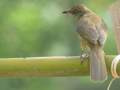 Pycnonotus