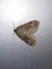 Lepidoptera