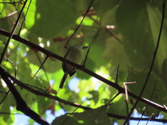 Oncostoma cinereigulare