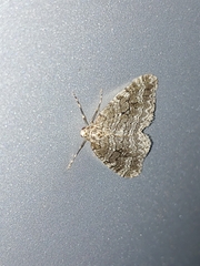 Lepidoptera