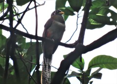 Trogon elegans