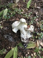 Albatrellus avellaneus