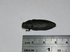 Chalcophorotaenia