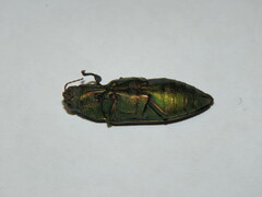 Chalcophorotaenia