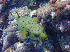 Arothron nigropunctatus